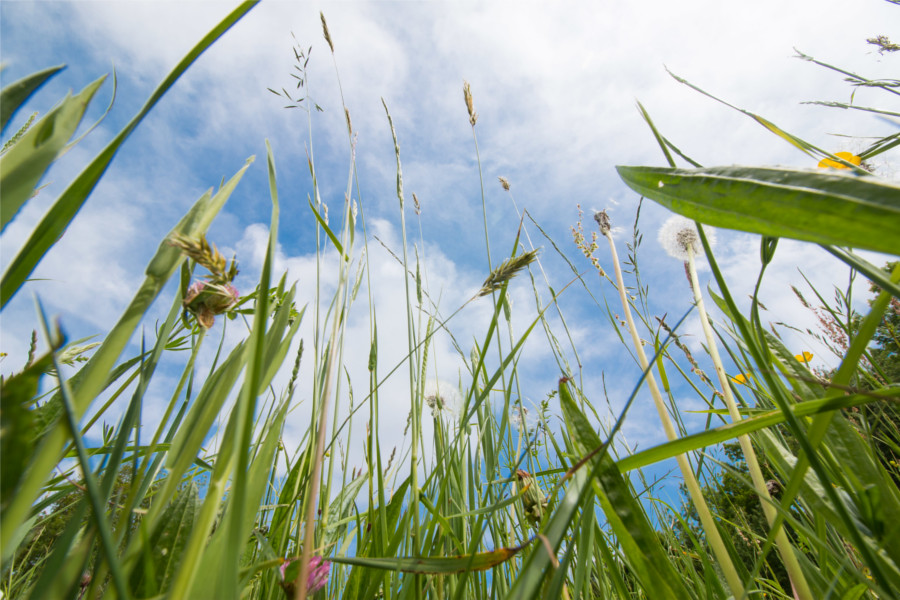 Gras und blühende Sträucher